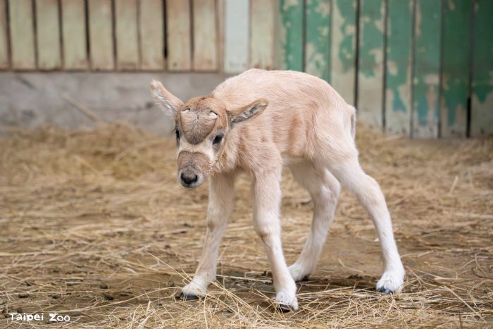 冬日新生命報到！臺北市立動物園弓角羚羊寶寶誕生，保育員暖心接力守護成長